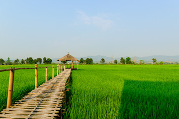 Rice field landscape with cottage
