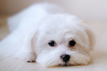 Small dog of breed maltese puppy in the beige light room grooming
