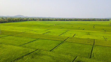 Top view aerial photo from flying drone of rice field landscape with cottage