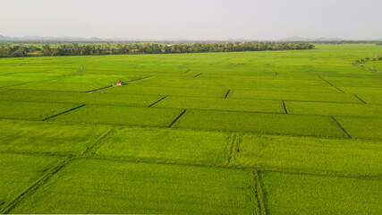 Top view aerial photo from flying drone of rice field landscape with cottage