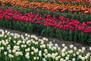 Fototapeta premium TULIPS FIELDS