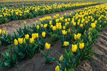 TULIPS FIELDS