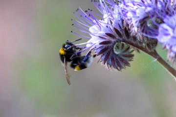 Busy bumblebee on violet flower in spring and summer collects pollen for honey production and is a...