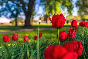 Czerwone wiosenne tulipany w porannym słońcu