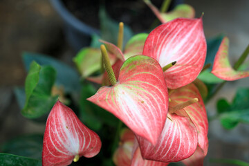 Anthurium andraeanum is a flowering plant species in the family Araceae that is native to Colombia and Ecuador.