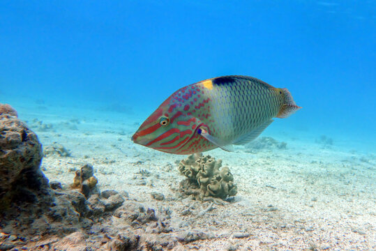 Coral fish - Checkerboard wrasse - (Halichoeres hortulanus) - Red Sea