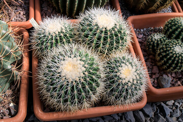 Echinocactus grusonii, popularly known as the golden barrel cactus, golden ball or mother-in-law's...