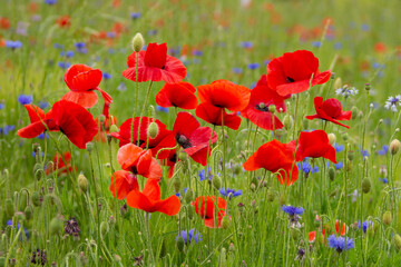 Fototapeta premium 꽃양귀비