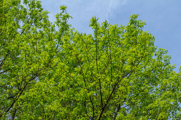 Low angle full frame view of a green ash (fraxinus pennsylvanica) treetop covered with leaves, and blue sky background
