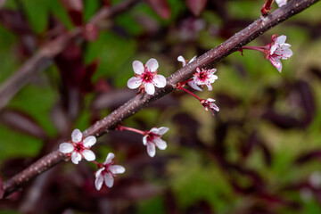 Abstract close-up view of delicate white and red flowers on a purple leaf sand cherry (prunus cistena) bush in spring, with defocused background