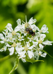 bee on a flower