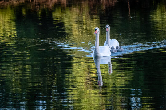 45 Images Photos Et Illustrations Vectorielles Stock Appropriees Sur Le Theme Bebe Cygne Adobe Stock