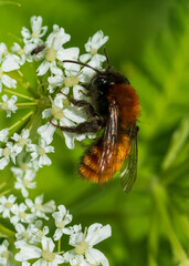 bee on a flower