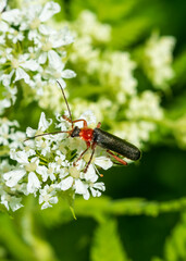 bug on a flower