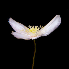 Fototapeta na wymiar Four-white patel spring fresh flower. Mockorange minimal cocept on the black background