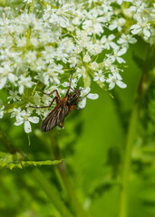 bug on leaf