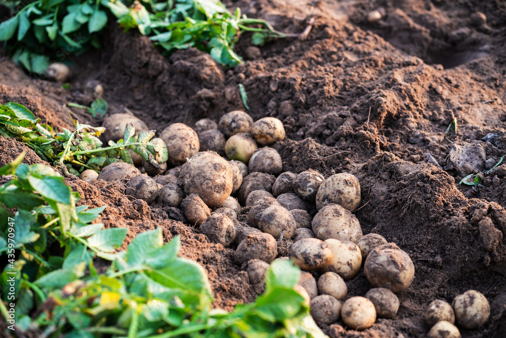 Wall mural Potatoes in field.