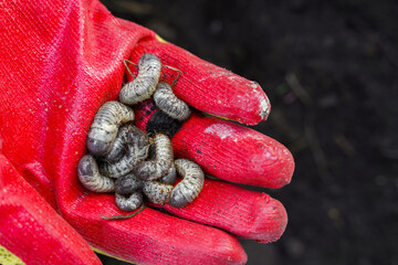 White beetle larvae in the farmer's hand on the background of the soil. May beetle larva. Agricultural pest.