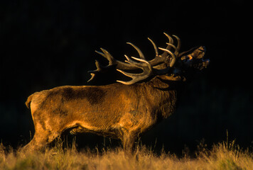 Cerf élaphe, brame, cervus elaphus