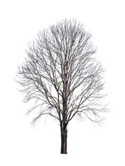 tree isolate on white background