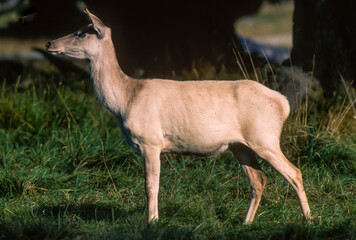 Cerf élaphe, biche, cervus elaphus
