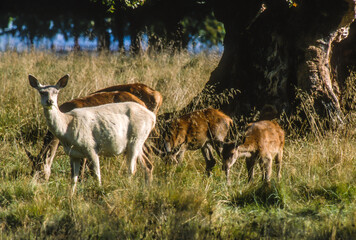 Cerf élaphe, biche, cervus elaphus