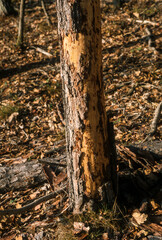 Fototapeta premium Arbre, Tronc, mangé par des cervidés, forêt