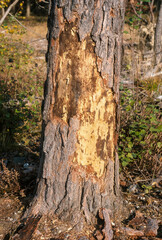 Arbre, Tronc, mangé par des cervidés, forêt