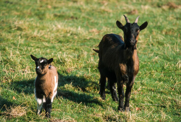 Chèvre, Chevreau, race Alpine, Capra aegagrus hircus