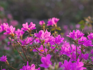 Fototapeta premium The beautiful spring or summer background of the pink azalea flowers in full bloom on the sunset with the space for your text. Selective focus. Beautiful blur.