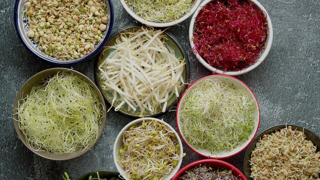 Top view of various kinds microgreens sprouts in colorful bowls. Shoots of radish, cabbage, garlic