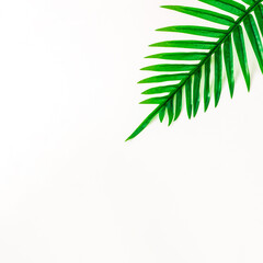 Green tropical palm leaf on white background. Minimal summer concept. Creative flat lay.