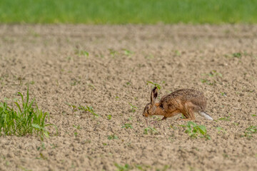 A hare running in a field