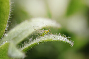 small aphid on a green leaf in the open air