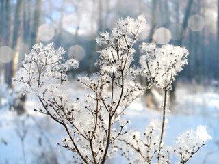 Fabulous winter landscape with dried meadowsweet and sparkling snowflakes
