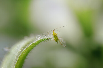 small aphid on a green leaf in the open air