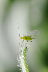 small aphid on a green leaf in the open air