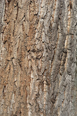 Candadian poplar