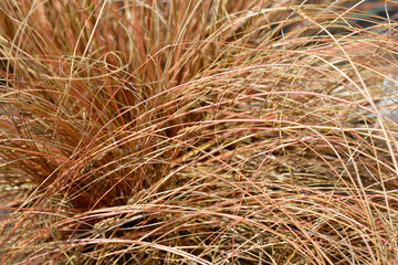 Bronze New Zealand hair sedge
