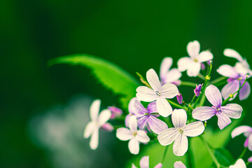 Beautiful lunaria rediviva, perennial honesty, species of flowering plant in the cabbage family Brassicaceae, pale pink flower in spring and summer, growing again, reviving, close up