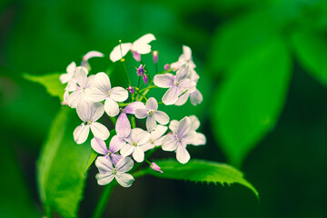 Beautiful lunaria rediviva, perennial honesty, species of flowering plant in the cabbage family Brassicaceae, pale pink flower in spring and summer, growing again, reviving, close up