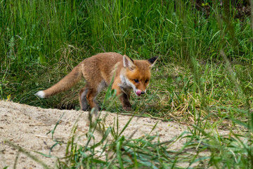 Ein niedlicher Jungfuchs beim spielen