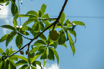 初夏の青い果実　梅　1