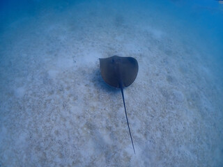 Stingray glides on the sand in the Surin Islands, Phang Nga Province, Thailand.