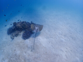 Stingray glides on the sand in the Surin Islands, Phang Nga Province, Thailand