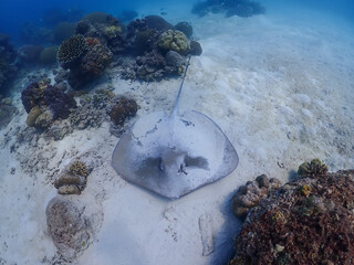 Stingray glides on the sand in the Surin Islands, Phang Nga Province, Thailand