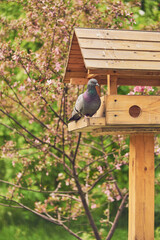 a pigeon sits on a feeder in a public park against a background of flowering trees.