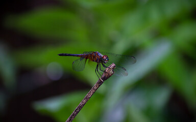 A red Dragonfly resting in a broken branch