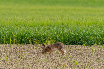 A hare running in a field