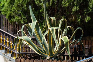 Agave Mexican (Agave americana) striped against background of evergreen plants. Close-up. Genus Agave, Agave subfamily, Asparagus family in landscape city park of resort town of Adler.. Sochi.